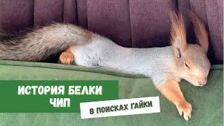 История Белки Чип. #squirrel