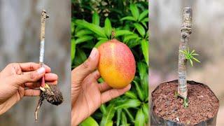 Mango stone grafting on Hard scion | mango grafting techniques