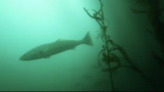 Green Reaper, White Sea Bass Hunting