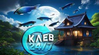 Синец,Белоглазка,Ёрш - Носарь.Клёв 24\7.Русская Рыбалка 4.