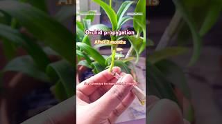 Dendrobium Orchid propagation process #orchid #orchids #dendrobium #propagation #process #shorts