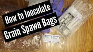 How to Inoculate Grain Spawn Bags