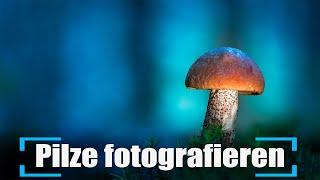 Pilze fotografieren ohne Photoshop – Makrofotografie mit OM-1 Mark II und 90mm Macro