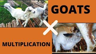 How to start goat farming,goat  Multiplication & Management practices(Most profitable Agribusiness)