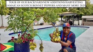 TOUR OF OUR BACKYARD/NEW ADDITIONS/HARVESTING JAMAICAN SCOTCH BONNET PEPPERS AND MANY MORE 2025
