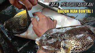 WAJIB TAHU ! LETAK RACUN IKAN BUNTAL INI SANGAT BERACUN DENGAN NELAYAN KAMPUNG BERPENGALAMAN