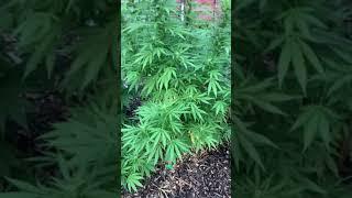 2021 medical marijuana grow