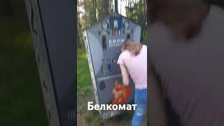 Грабеж белок среди белого леса #g35 #новосибирск #борт612