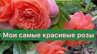 Самые красивые розы моего сада