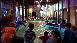 Touch A Shark! at the Maritime Aquarium at Norwalk