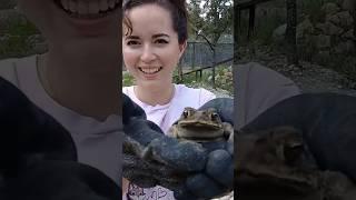 Finding frogs in a wolf enclosure  #shorts #frog #animals #enclosure #maya #mayahiga #twitch