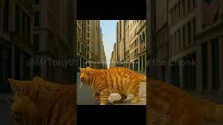 Tony Tried to Catch the Duck… But Guess Who Got Outplayed  #cat #chonkycat #funny