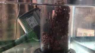 All-In-One BioPellets - 8 Months - ReefKeeping Video Podcast by AmericanReef
