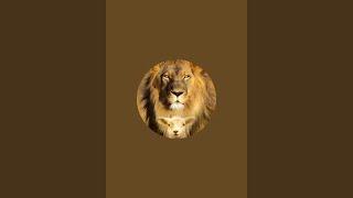 Bold like a Lion! is live!