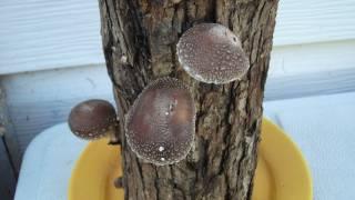 How To Grow Shiitake Mushrooms On Logs