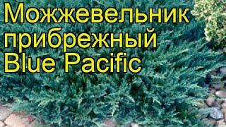 Можжевельник прибрежный Блю Пасифик. Краткий обзор, описание juniperus conferta Blue Pacific