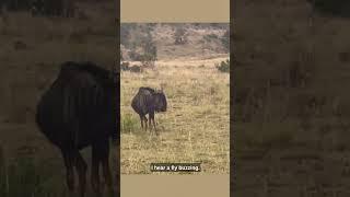 Baby Rhino vs Wildebeest! Ozzy Man Quickies