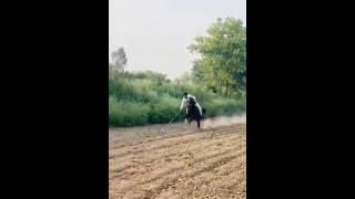 Nazabazi with Mubashar Tiwana#beautifulhorses #horse #pakistan#punjab #youtube#youtubeshorts