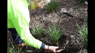 Diane Southwell tips on mulching