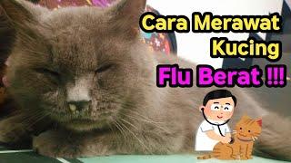 Cara Merawat Kucing FLU BERAT