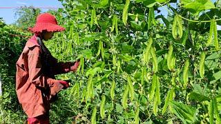 Winged bean planting technique to fast harvest - Easy to grow, wing bean farming