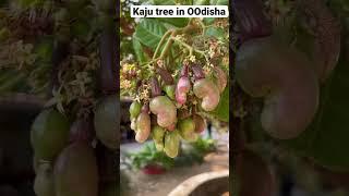 kon kon first time dekh rha hai kaju tree #ytshorts#shorts#short#youtubeshorts#india#viral#knowledge
