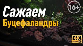 Как правильно сажать буцефаландры и анубиасы. Креветки кристаллы в 140 литрах