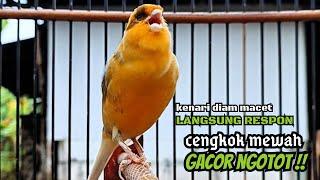 PANCINGAN KENARI GACOR CUIT CUIT COCOK UNTUK MASTERAN DAN TERAPI KENARI MACET BUNYI AGAR GACOR 038