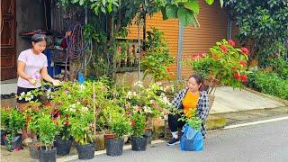 How to grow flowers and care for them on a small farm in the wild |pham phuong farm life in the wild