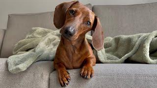 Mini dachshund reacts to hearing some of his favorite words