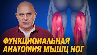 Как устроены мышцы ног и за что они отвечают? Функциональная анатомия мышц нижних конечностей