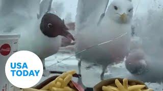 Tenacious seagulls try to reach McDonald’s french fries | USA TODAY