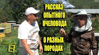 СРАВНЕНИЕ ПОРОД ПЧЕЛ БАКФАСТ, КАРНИКА И СРЕДНЕРУССКАЯ. БЕСЕДА НА ПАСЕКЕ ВЛАДИМИРА РЯБУХИНА НА УРАЛЕ