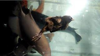 Putting chicken into fish tank, see how Alligator gar fish eats chicken