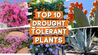 10 Drought Tolerant Plants That Will Survive The Driest Conditions ️