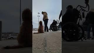 Sammie: Week 4 Crowd exercise #walmart #dogtraining #dog #indianadogtraining #valparaiso
