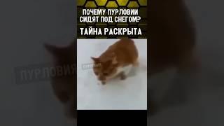 РАСКРЫТА ТАЙНА ПУРЛОВИЙ В ARK MOBILE! #shorts #ark #arkmobile #fyp #memes #приколы #арк #ark2 #cute