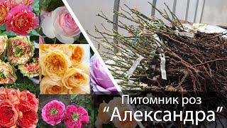 Обзор посылки с розами - весна 2021 - Питомник "Александра"