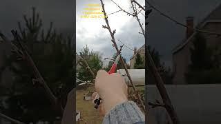 прием обрезки черешни , один из десяти