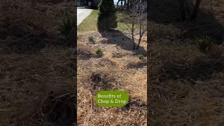 Have you tried the chop and drop method of garden cleanup? #garden