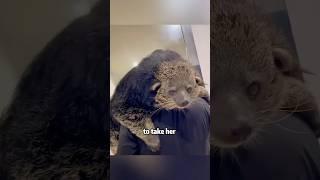 Strange House Guest: The Furry Friend Who Stole His Heart!#animals #shorts#rescue #pets  #binturong