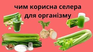 ЧИМ КОРИСНА СЕЛЕРА. ЯКА КОРИСТЬ СЕЛЕРИ ДЛЯ ОРГАНІЗМУ?