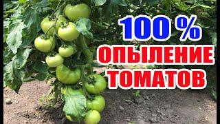 Опыление томатов в теплице ! 100 % завязь