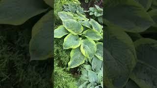 Хоста Френсис уильямс (hosta frances williams)