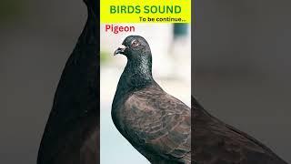 Pigeon Sound | Beautiful Pigeon #shorts #pigeon