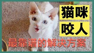 猫咪抓人咬人？教你最有效的科学解决方法