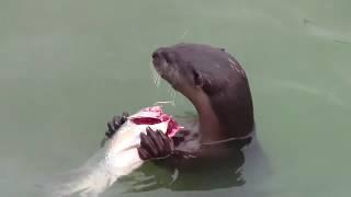 An otter eat fish in Marina Bay in Singapore