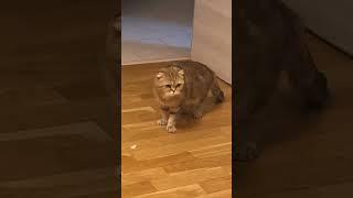 Ржу не могу ,беспредельщики #ржунемогу