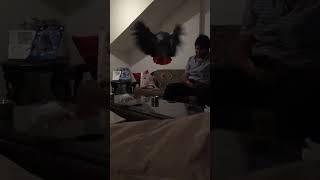 African Grey parrot flying in slow motion