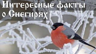 Интересные факты о снегирях